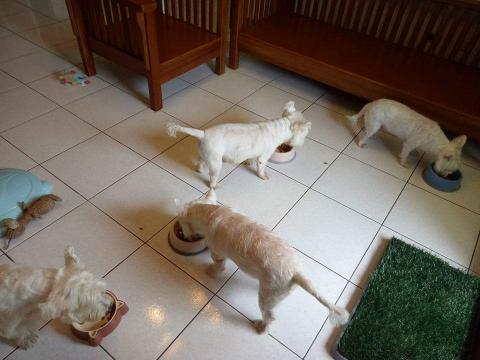 趴趴走寵物到府小幫手 - 到府照顧
包含散步，餵食，陪玩，拍照錄影回報寵物狀況，另有網路攝影機租借