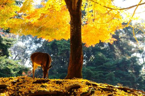 Katoh攝影工作室(婚攝/商攝) - 風景攝影作品
