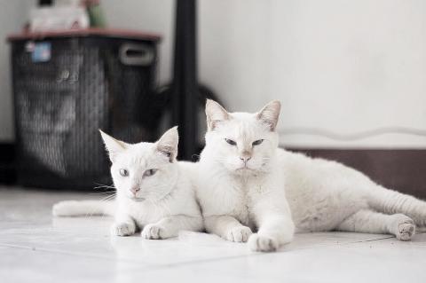 許文駿 - 寵物攝影