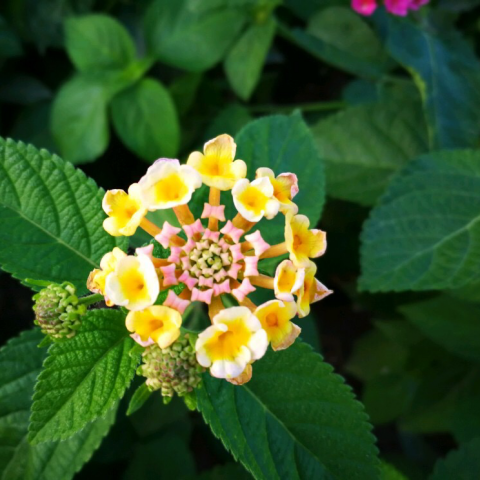 提供打工服務的專家張瑀洳