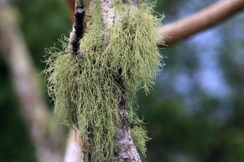 東台灣深度玩家自由行 - 植物特寫