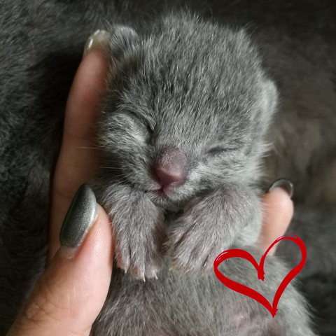 提供fluke101開箱服務的專家ROSALIN