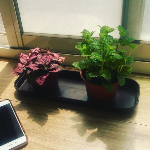 提供兼職服務的專家簡珊珊