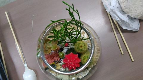 有情田生活網 - 多肉植物組盆教學