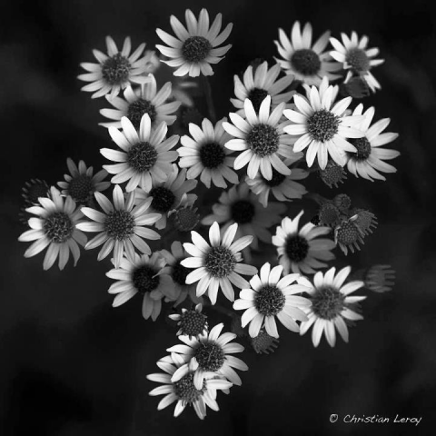 提供編輯設計服務的專家陳雪