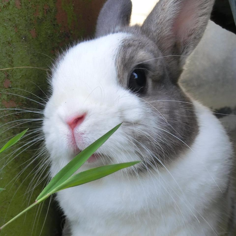 提供led燈串服務的專家伊登王的工作室