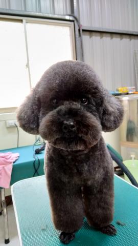 拉菲兒寵物美容能量館 - 