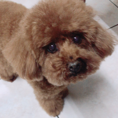 提供兼差服務的專家麵包師