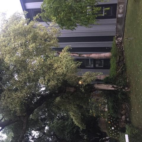 Artemis - 森居-草屯 Hello Tree 
