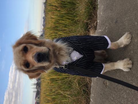 正向馴狗師-唐榮基 - 訓練黃金獵犬，服從訓練、腳側隨行（系統不支援調整圖片方向，請見諒）