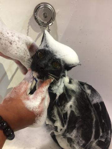 喵仔厝毛孩有限公司 - 