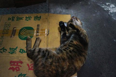 郭小姐 - 街頭攝影