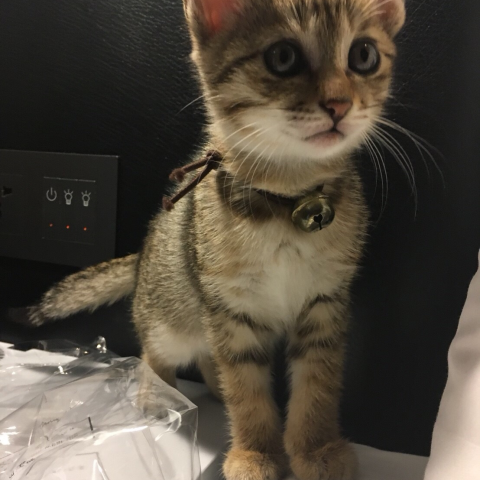 提供配樂服務的專家張柏