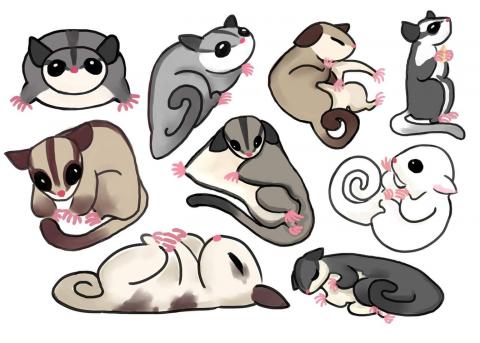 Mᴏᴛʀɪᴄ 角色/插畫狂想 - Sugar gliders
蜜袋鼯

大形狀設計