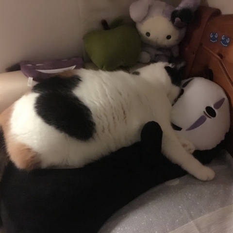 提供寄養貓服務的專家cather1228