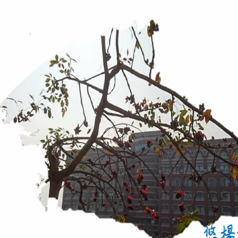 提供富邦棒球服務的專家Sophia.H