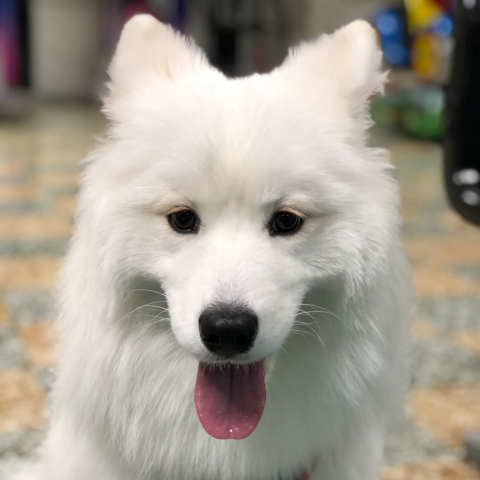 提供兼差服務的專家楊駒