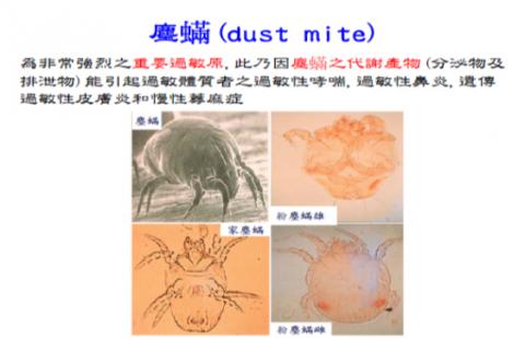 清塵除螨專家 -  清塵除螨專家 -