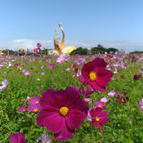 提供光療機sun服務的專家MR.SUN