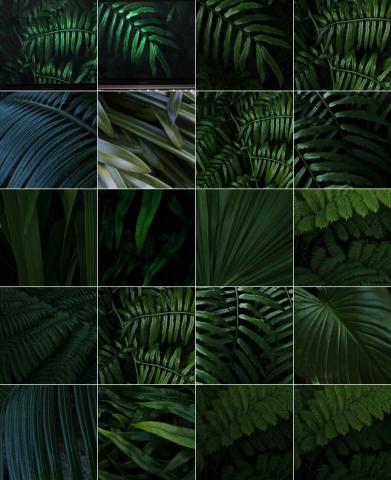 Chienyukan Phorography - 《ALIVE》
日本写真芸術専門学校畢業作品。以溫室植物為主角，用人像攝影的方式拍攝安穩沈靜，卻生生不息的綠葉。