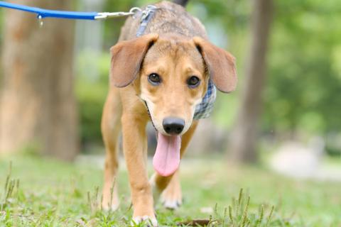 One Tail 犬攝影工作室 - 毛筆 - 米克斯