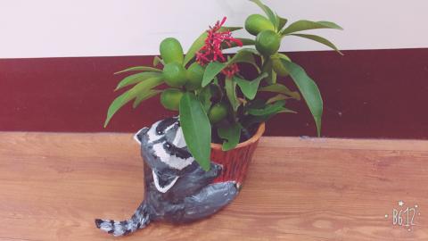 學生/芳芳 - 用報紙做的浣熊盆栽