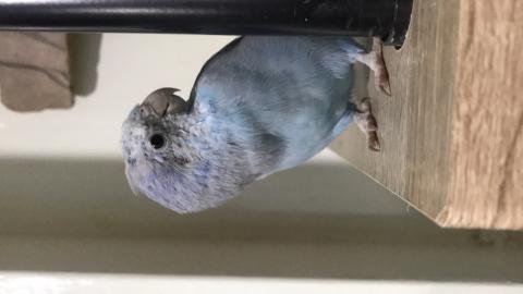 陳小姐 - 品種：太平洋，名字亮亮，洋洋的老公，個性活潑好動，愛好自由，綽號大麻吉，會唱歌，叫自己名字，看到主人會打招呼，罕見的太平洋這麼會說話