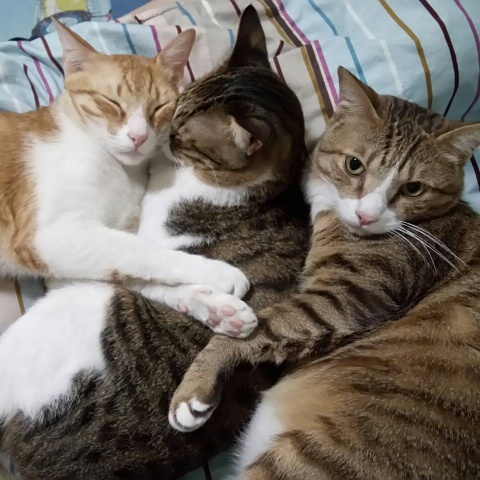 提供住宿服務的專家alcmab