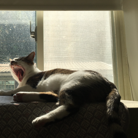 提供潤稿服務的專家Ming