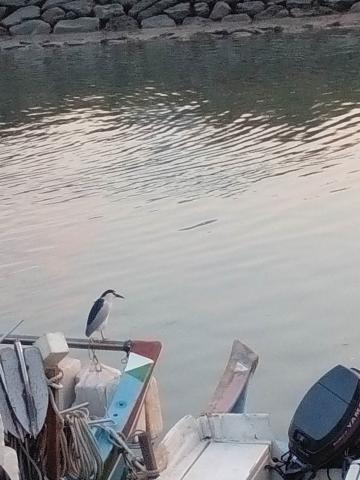 小奏的微型天地 - 這也是淡水
