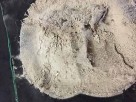 鄭文鐘 - 黑布塵蟎特寫