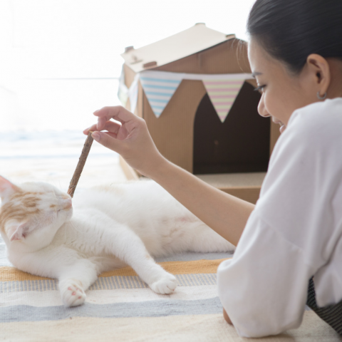 Seed - 拍攝喵屋形象