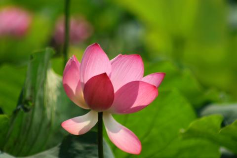 Johnson(強生)多媒體工作室 - 荷花寄情