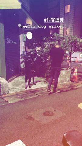 Weili Dog Walker - 