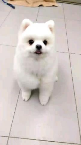 JaJa i Dog Studio 佳佳愛狗寵沐工坊 -  JaJa i Dog Studio 佳佳愛狗寵沐工坊 -