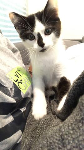 Cindy Chen - my kitten Miji!