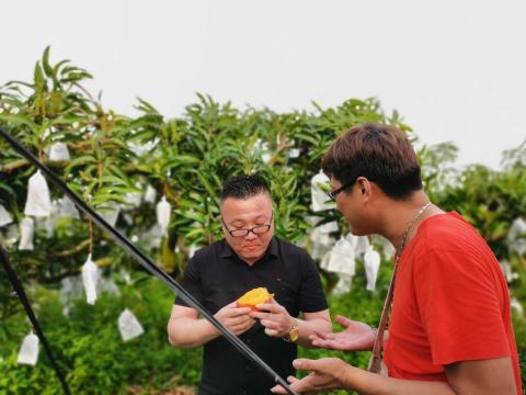 Gigo多媒體影像 - 為知名台語歌手『楊哲』拍攝他自己的芒果果園紀錄片！