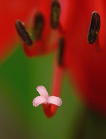 和園人造花有限公司/劉正凱 - 商攝微拍