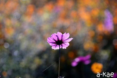 和園人造花有限公司/劉正凱 - 月曆商攝(古坑慈光寺)