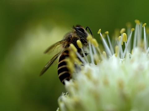 和園人造花有限公司/劉正凱 - 微拍商攝