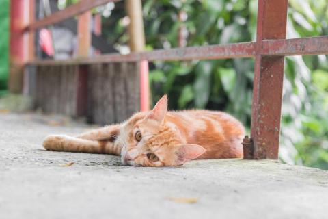 楊智勝 - 貓咪 楊智勝 - 貓咪