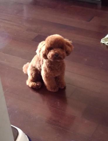 軟創會 - 我們家小兒子