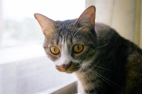 nii的工作間 - 寵物攝影