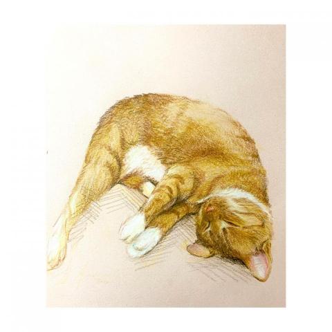 三良人工作室 - 色鉛筆手繪及設計