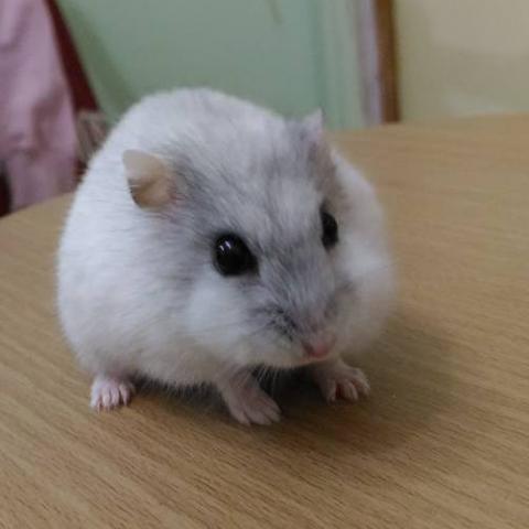 提供acg漫畫網服務的專家許世良