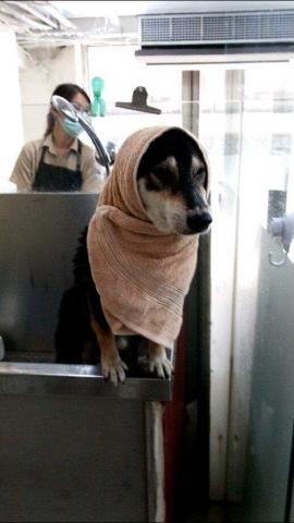 個人工作室 - 洗狗狗、擠肛門腺、刷牙都沒有問題唷