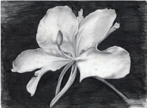 sunshine - 野薑花