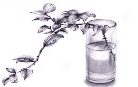 sunshine - 自然靜態素描