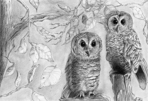 sunshine - 動物素描素描