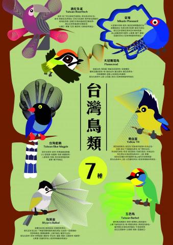 柯幸慈 - 台灣鳥類視覺資訊化設計